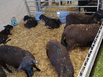 Bild 2:BIO Jura Lämmer männlich