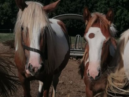 Bild 7:Irish Cob Fohlen, Tinker, Hengst