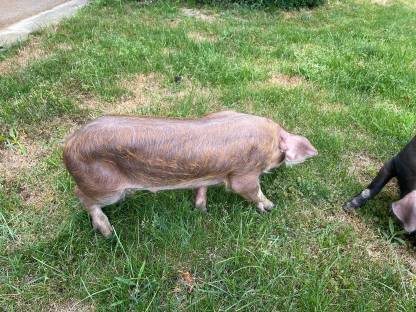 Bild 3:Iberico und Iberico x Duroc Ferkel