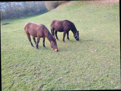 Bild 6:Noriker Hengst Zimt Schaunitz