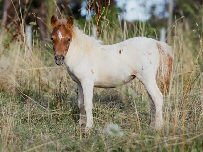 Bild 4:Minishetlandstutfohlen - homozygoter Fuchsschecke, SW Linie