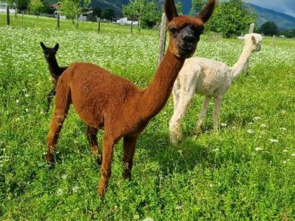 Bild 3:Trächtige Stuten mit Fohlen bei Fuß