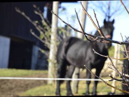 Bild 7:Zollner Schaunitz XVI Noriker Deckhengst