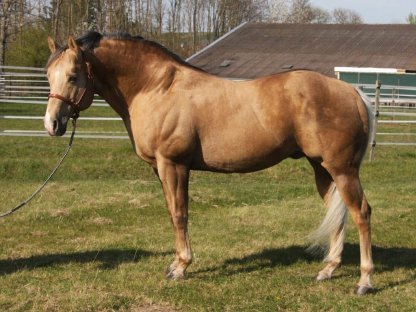 Bild 3:Quarter Horse Deckhengste