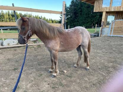 Pony-Stute