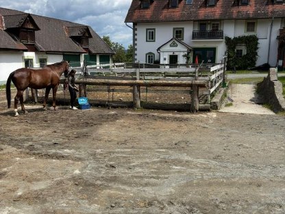 2 Pferdeställe zu verpachten (gemeinsam oder getrennt)