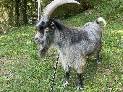 Blobeziegenbock