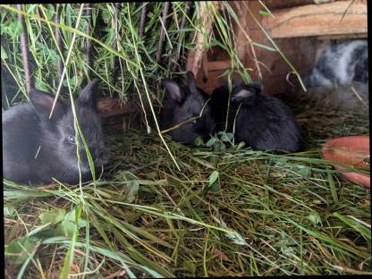 Bild 4:Zwergkaninchen in allen Farben zu verkaufen