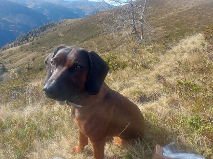Reinrassige wunderschöne BGS Welpen