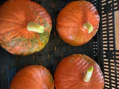 Hokkaido kürbise