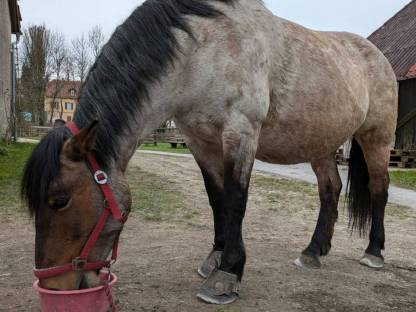 Bild 7:Pferd: Stute Mogyóro