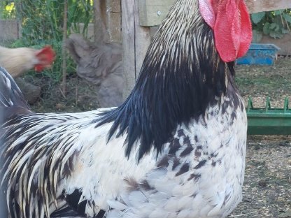 Bild 2:Hähne zu verschenken