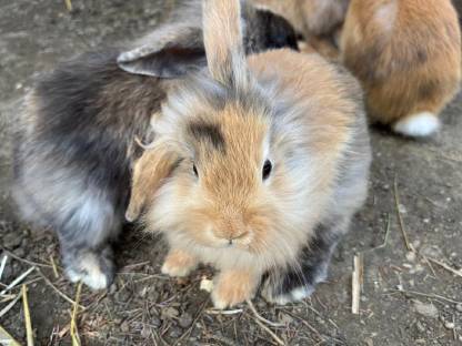 Bild 9:Zwergkaninchen abzugeben - 8 Wochen alt