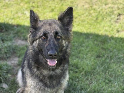 Altdeutscher Schäferhund mit Ahnentafel