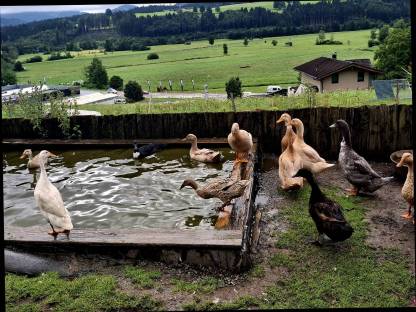 Enten zu vergeben
