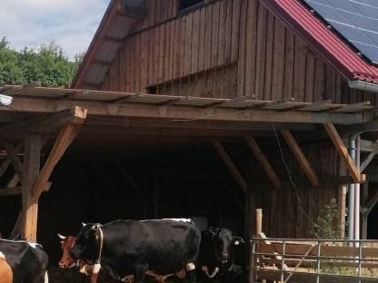 Bild 3:Bio Pinzgauer Stier