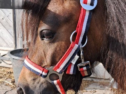 Bild 5:Mini-Shetland Stute