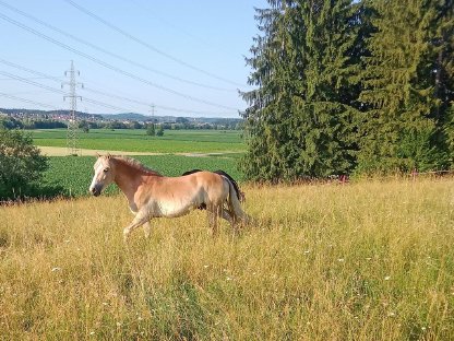 Bild 5:Einstellplatz Pferd