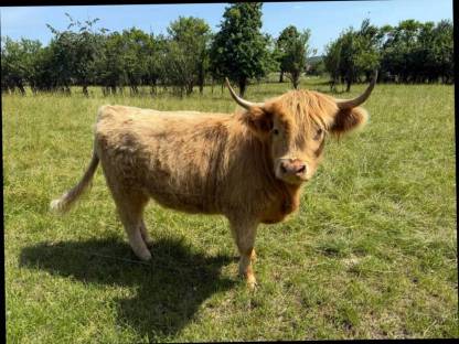 Bild 7:Highland-Rinder (Färsen), 1-5 Jahre, teils trächtig