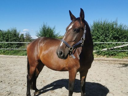 16-jähriger Warmblutwallach