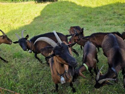 Bild 6:Pinzgauer Ziegen