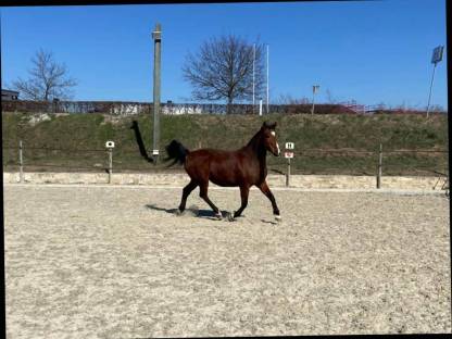 Bild 2:Shagya-212 Judy - Shagya Araber