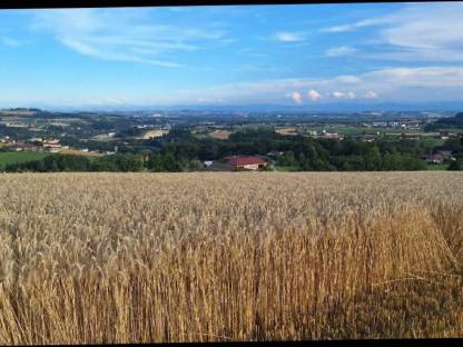 Biotriticale