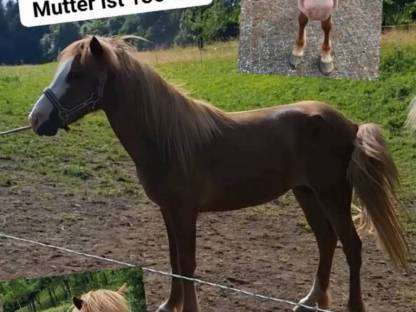 3 j. Isländerstute