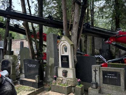 Bild 3:Professionelle Problembaumentfernung