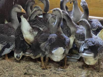 Bild 3:Junge Graugänse