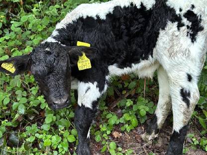 Bild 3:Pustertaler Sprinzen Stierkalb Isold