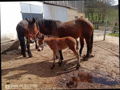 Bild 7:Noriker Fohlen Wallach Hengst Stuten