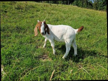 Bild 2:Burenziegenböcke
