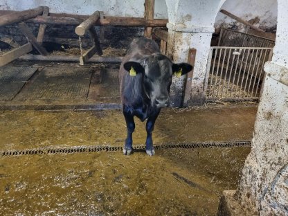 Aberdeen Angus Bio Stier