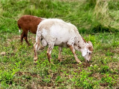 Bild 4:Nolana/Kamerun Schafböcke