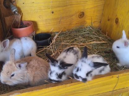 Zwergkaninchen