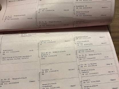 Bild 8:Grand Prix siegreicher Dressurhengst - Deckanzeige