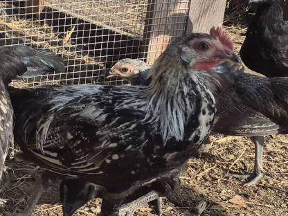 Cemani, Pawlovska, großer Phönix Küken