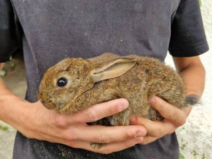 Bild 2:Stallhasen