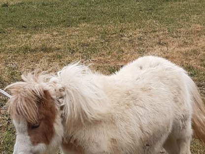Ponyfohlen