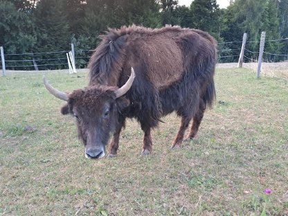 Bild 2:Yak-Stiere und Kalbin