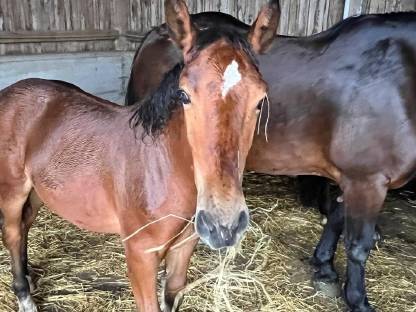 Bild 2:Noriker Hengstfohlen