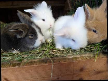 Bild 5:Löwenkopf Zwergkaninchen in allen Farben
