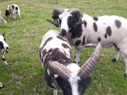 Bild 7:Vierhornwidder, Jakobs-Widder