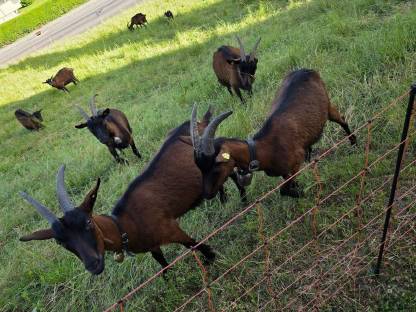 Bild 4:Pinzgauer Ziegen