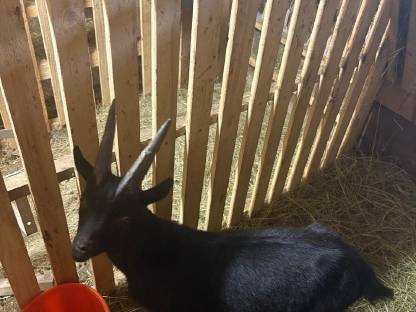 Bild 2:Aosta Bockkitz