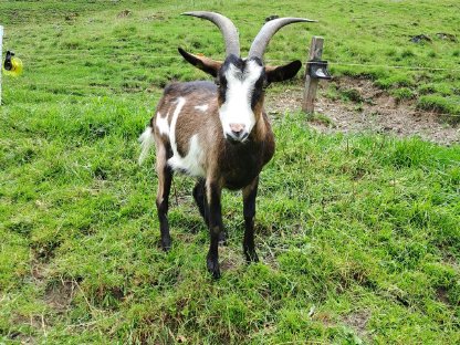 Bild 2:Ziegen abzugeben