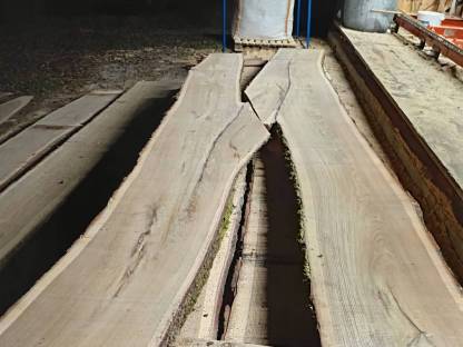 Bild 5:Eiche, Eichenholz