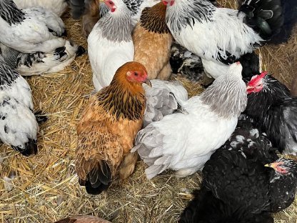 Bild 4:Zwerg Lachshühner, Zwerg Bielefelder, Zwerg Cochin, Seramas