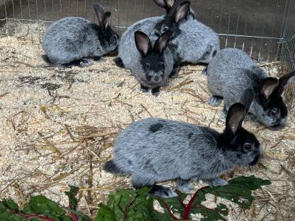 Bild 4:Helle Großsilber